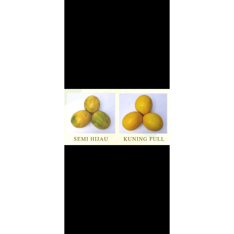 

Jeruk Lemon Lokal 500 gr