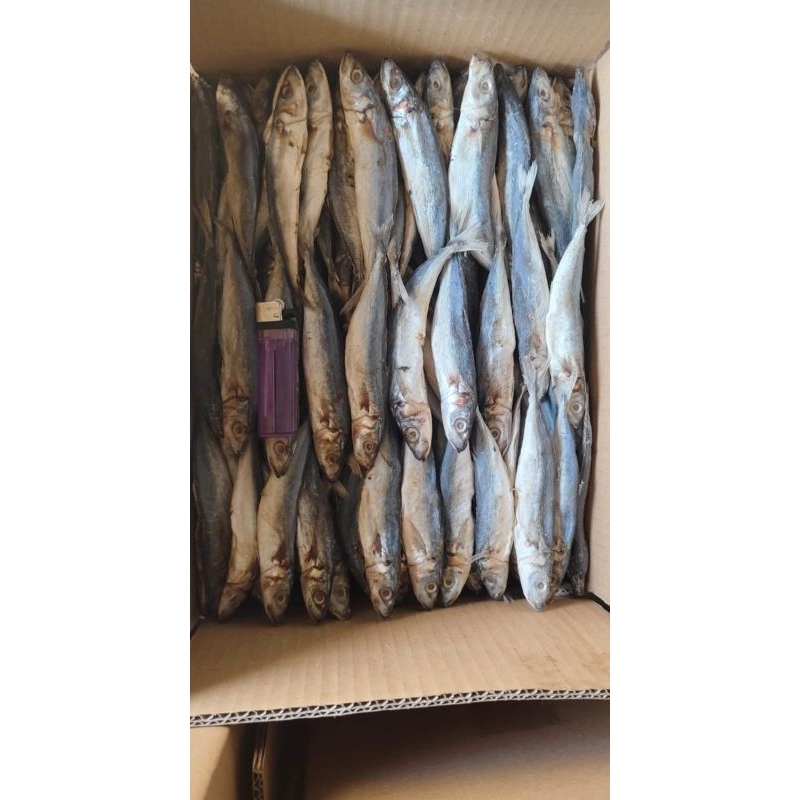 

ikan lonco pedo