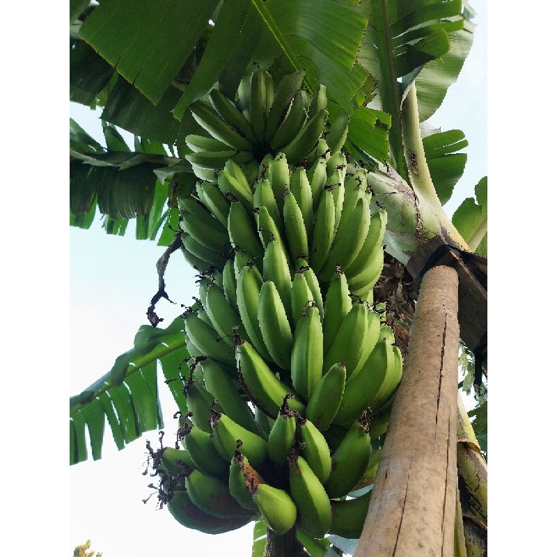 Pisang Ambon Asli Satu Tundun