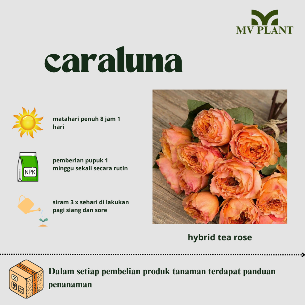 Tanaman Hidup Bunga Mawar Import Caraluna ukuran Dewasa-Mawar import-Mawar cantik