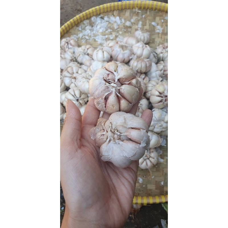 

bawang putih segar
