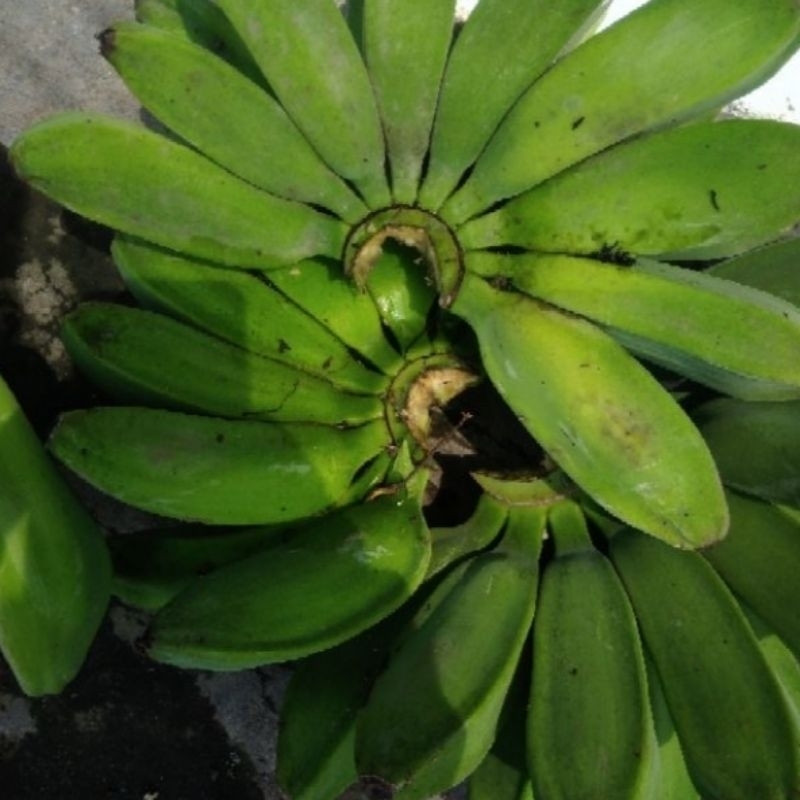 

PISANG KEPOK 1 SISIR