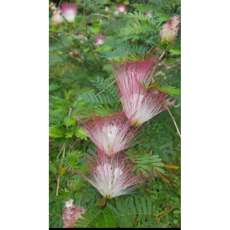pakan lebah tanaman kaliandra surinamensis - bunga kaliandra surinamensis