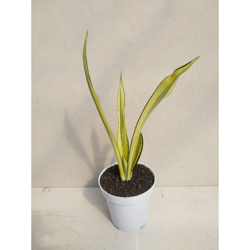 Sansevieria Banner mutasi