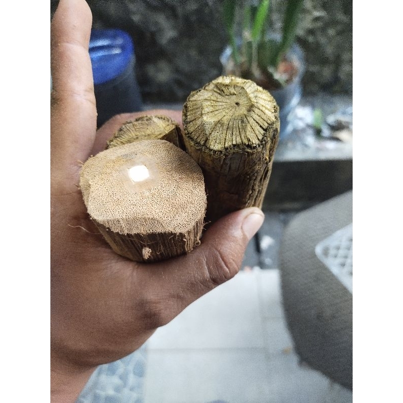 

bajakah kaltim