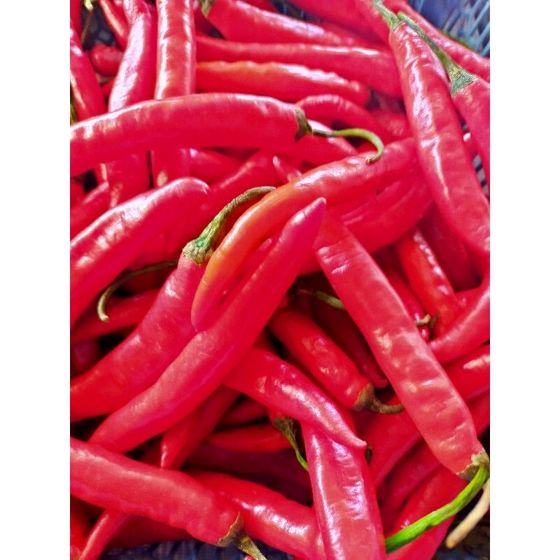 

cabe merah besar 250grm 15000rb