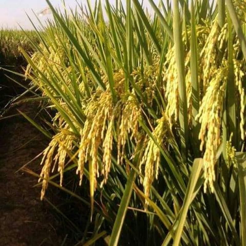 BENIH PADI BIBIT PADI INPARI 32 JUMBO