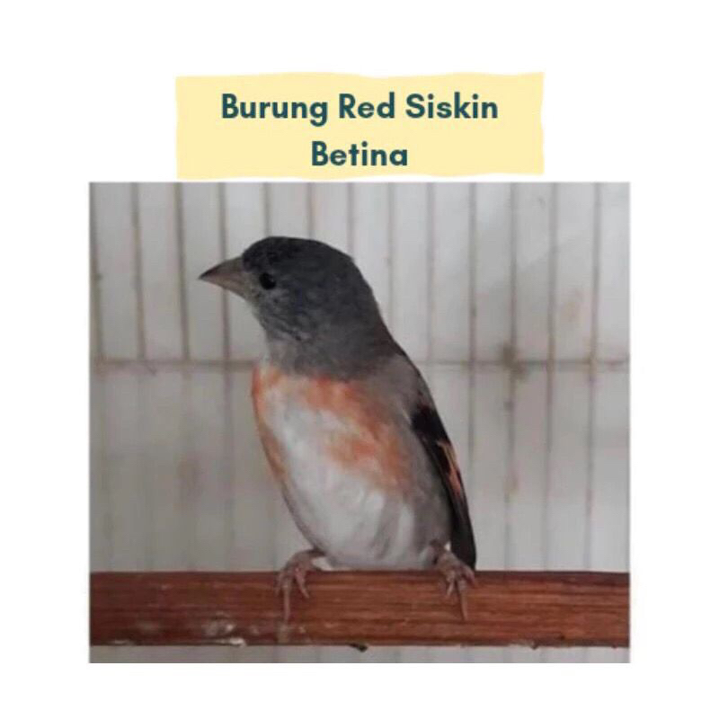 burung red siskin klasik betina pilihan