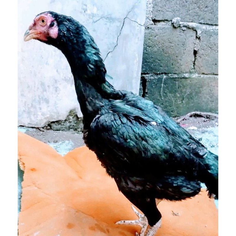 ayam betina kampung campuran bangkok umur 6bulan hampir bertelur