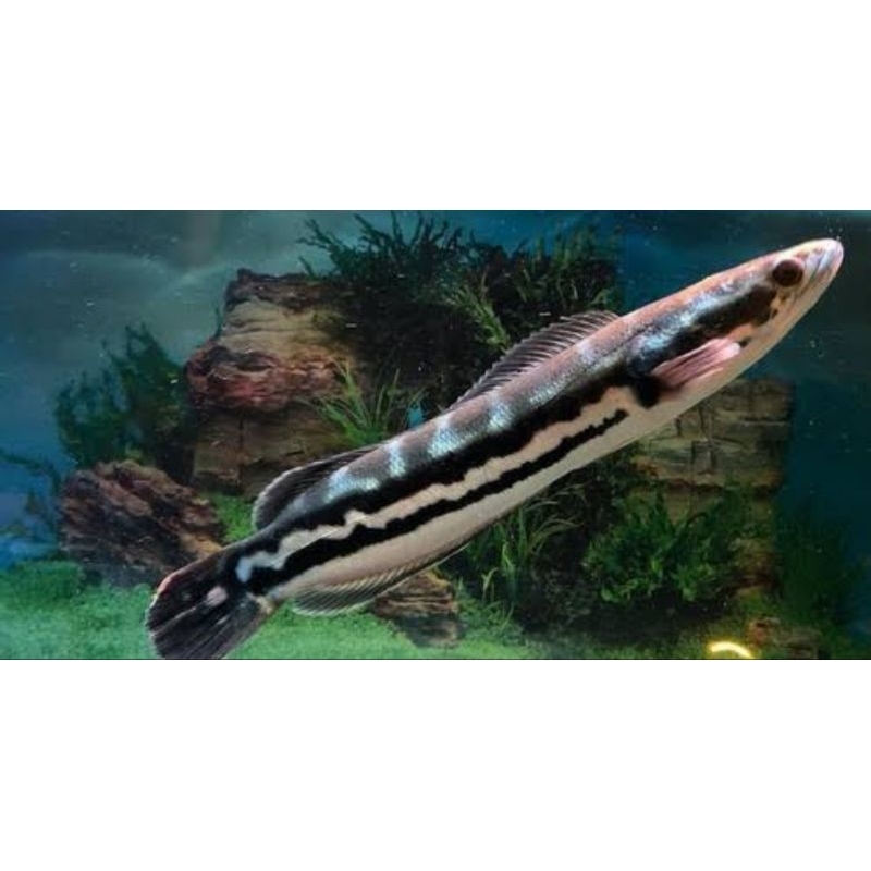TOMAN GREEN JANTAN ZISE 9-10CM (COD)