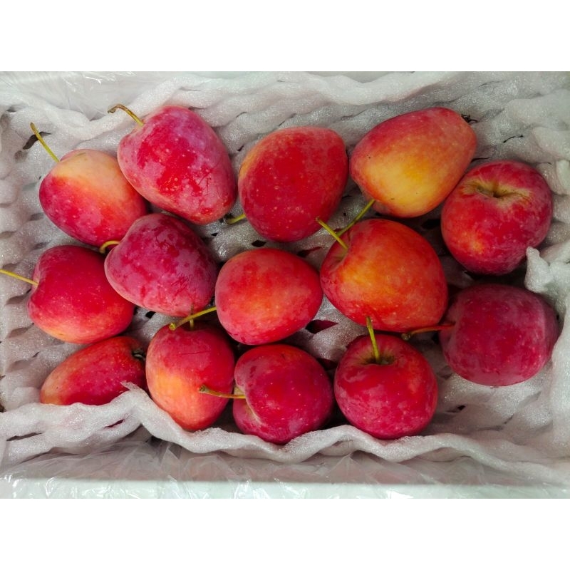 

Apel Candy Manis | Apel Candy Mini Swet Fresh Per Pack