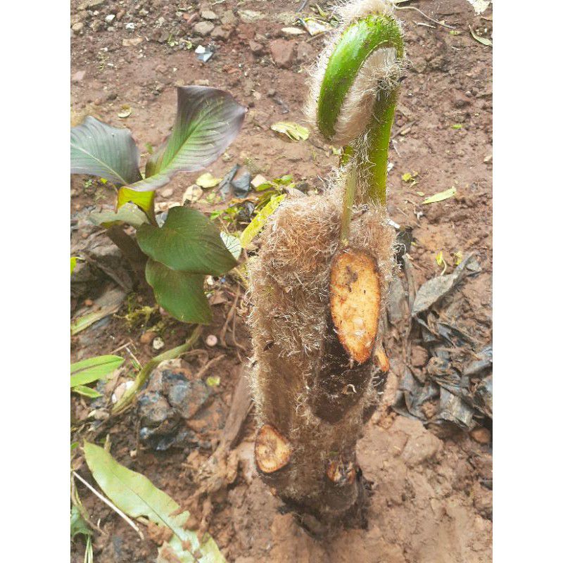 Tanaman Pakis / Bibit Benih Pakis Paku Tiang / Pakis Andam / Pakis Handam Jumbo Peneduh / Pakis Mony