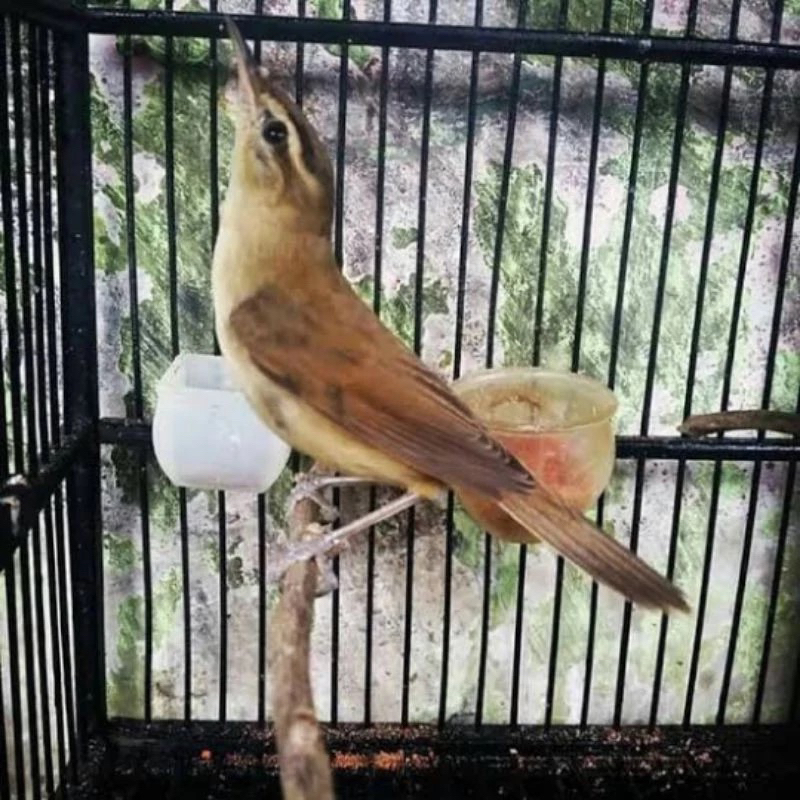 BE kerak basi alis hitam pilihan jantan