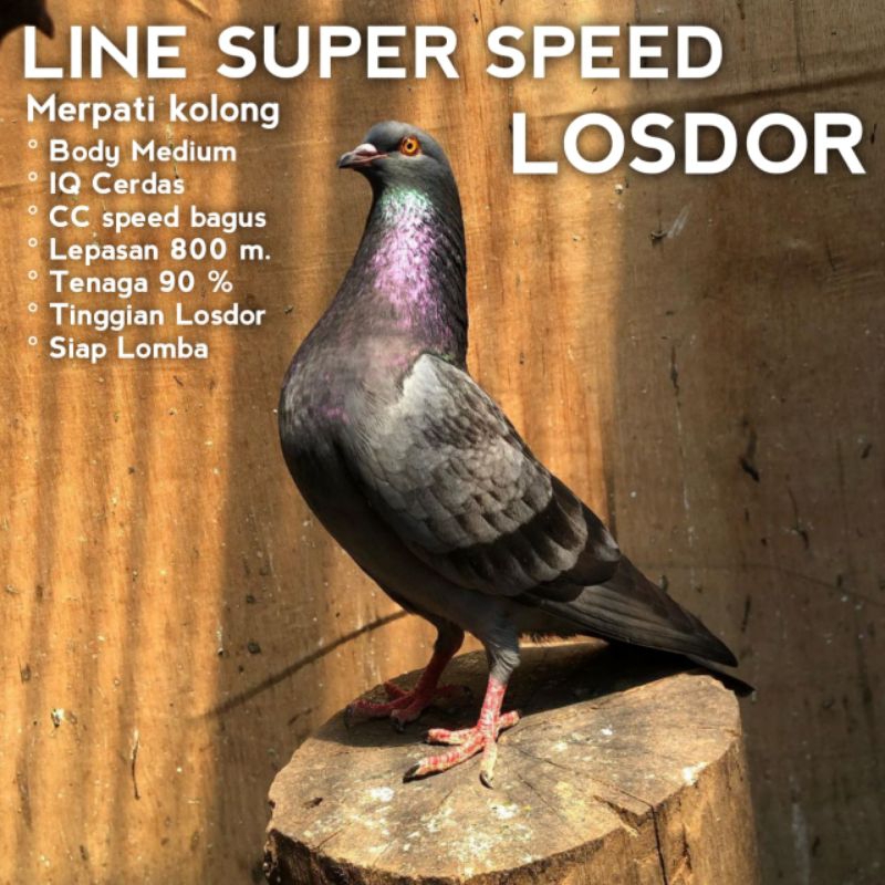 Merpati kolong Losdor tinggian nitik line super juara