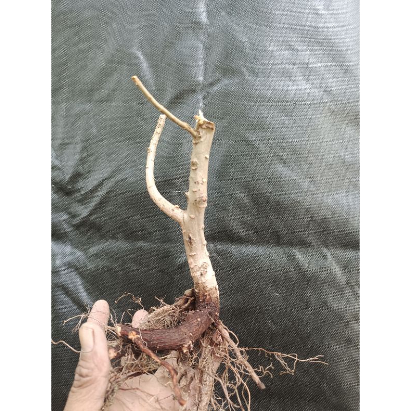 BAHAN BONSAI SANTIGI Dongkelan