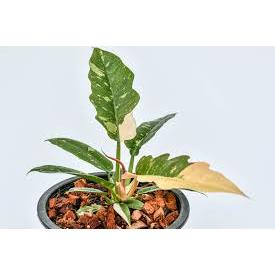 philodendron ring of fire