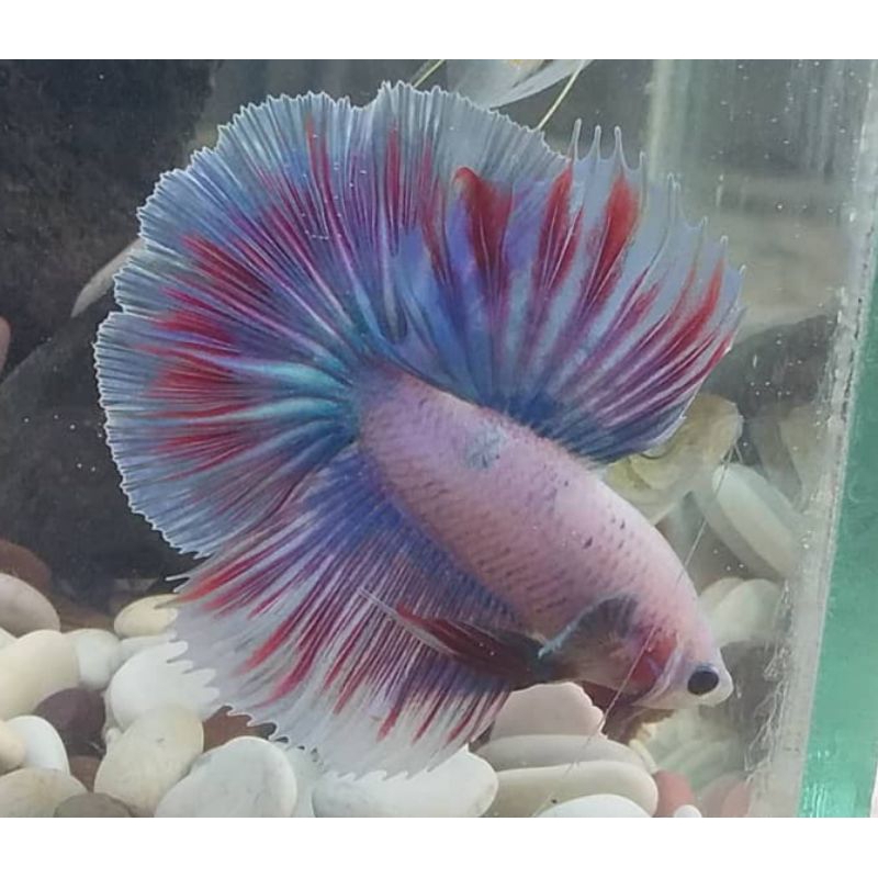 Ikan hias ikan cupang halfmoon