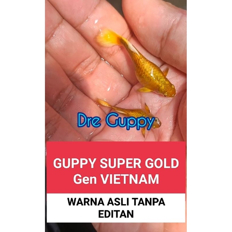 Ikan Guppy SUPER GOLD line VIETNAM Full Gold Warna Asli tanpa Edit