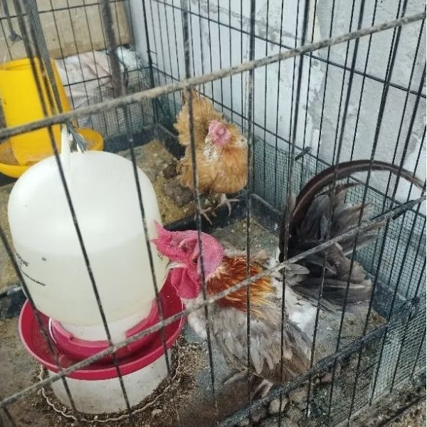 Ayam Kate hias kampung usia indukan atau anakan