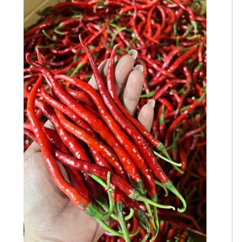 

lombok kriting 500gr pasar samarinda