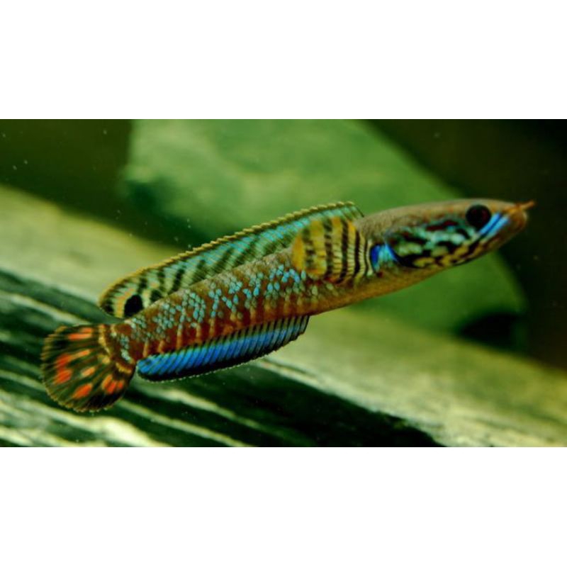 chana bleheri 3_4cm ,fire ice