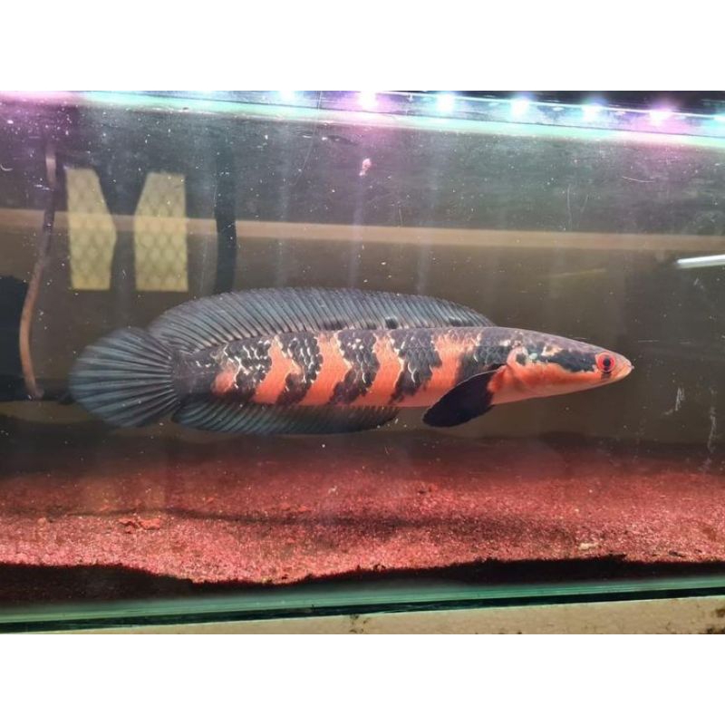 Baby red Barito 3_4cm.