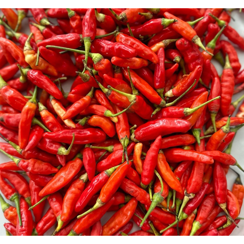 

Cabe Rawit Merah Ori | Cabai Rawit Merah Segar