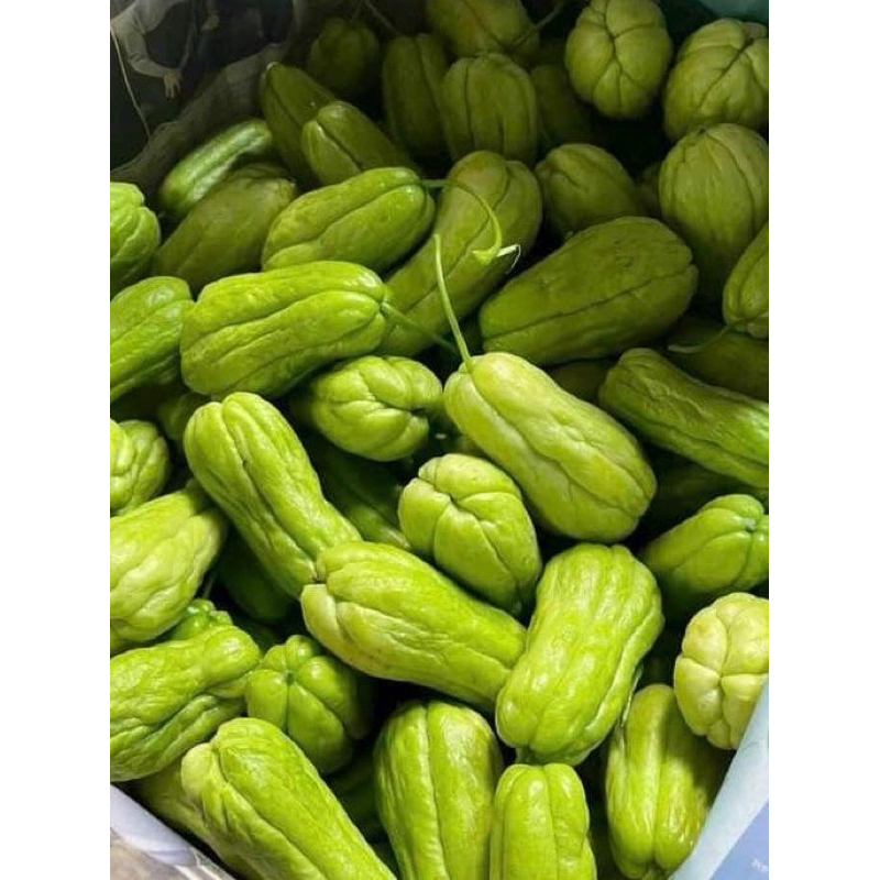 

LABU SIAM ACAR | Labu Siam Baby Hijau Lalapan