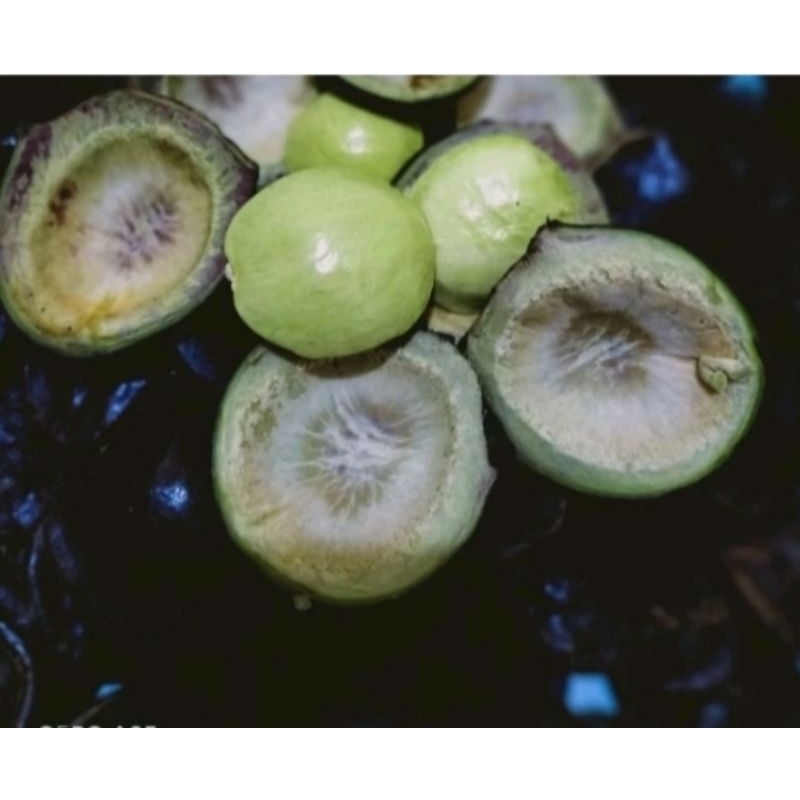 

1KG JENGKOL MUDA CANGKANG/JENGKOL MUDA KULIT 100%ORIGINAL JENGKOL LALAP