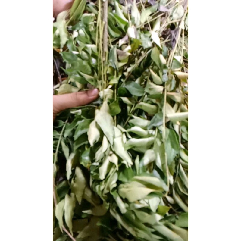 

daun kari berat 1kg
