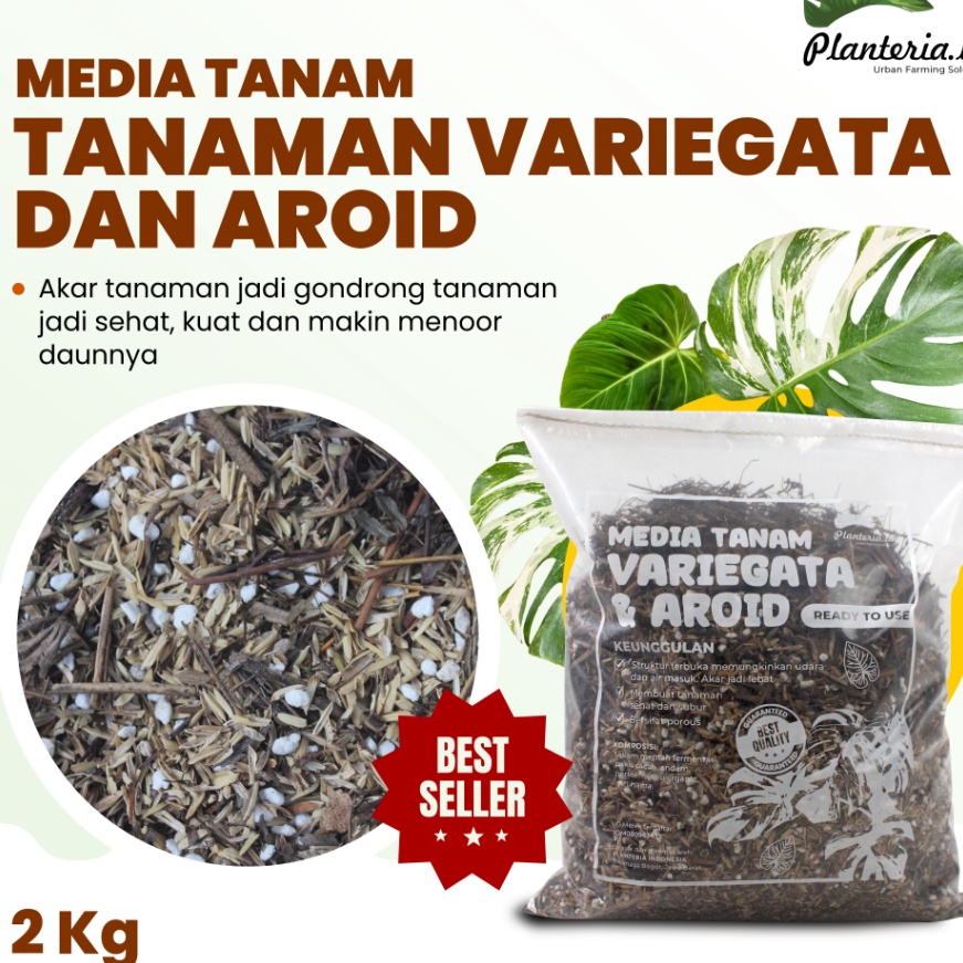Wow Media Tanam Monstera Variegata 2kg Siap Pakai