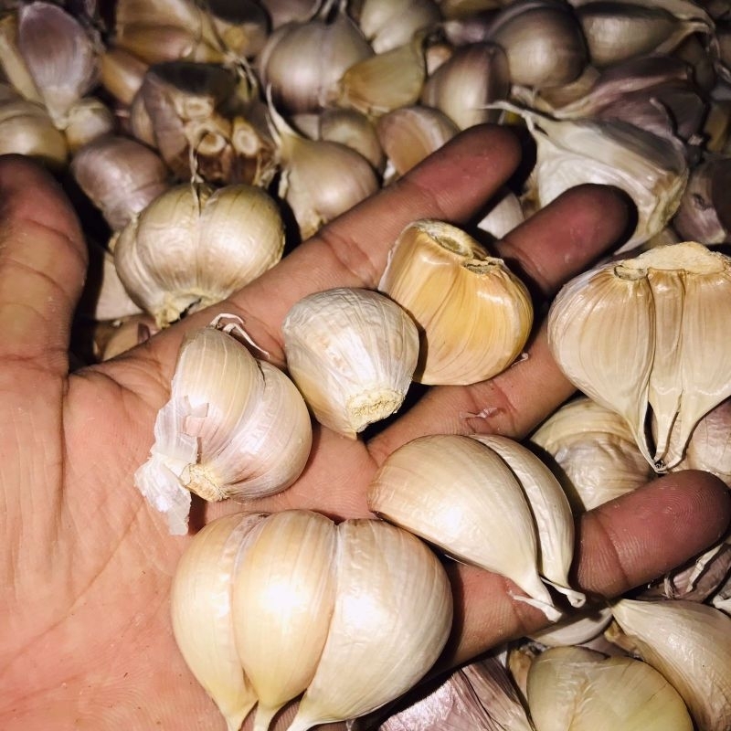 

bawang kating 1kg berkualitas terbaik