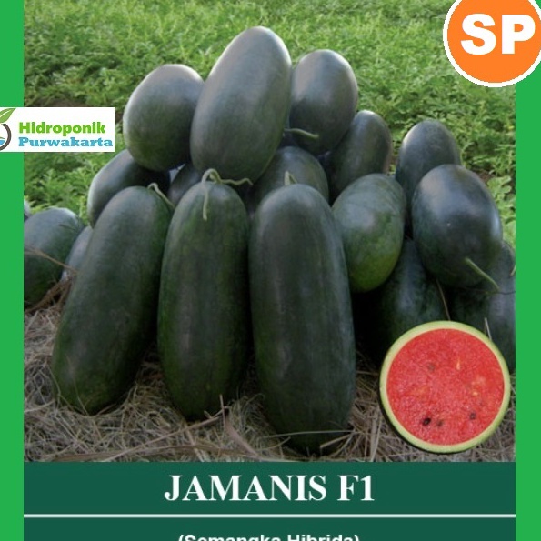 KF7 BENIH SEMANGKA HIBRIDA JAMANIS F1 TIPE INUL ISI 3 BUTIR CAP MUTIARA BUMI