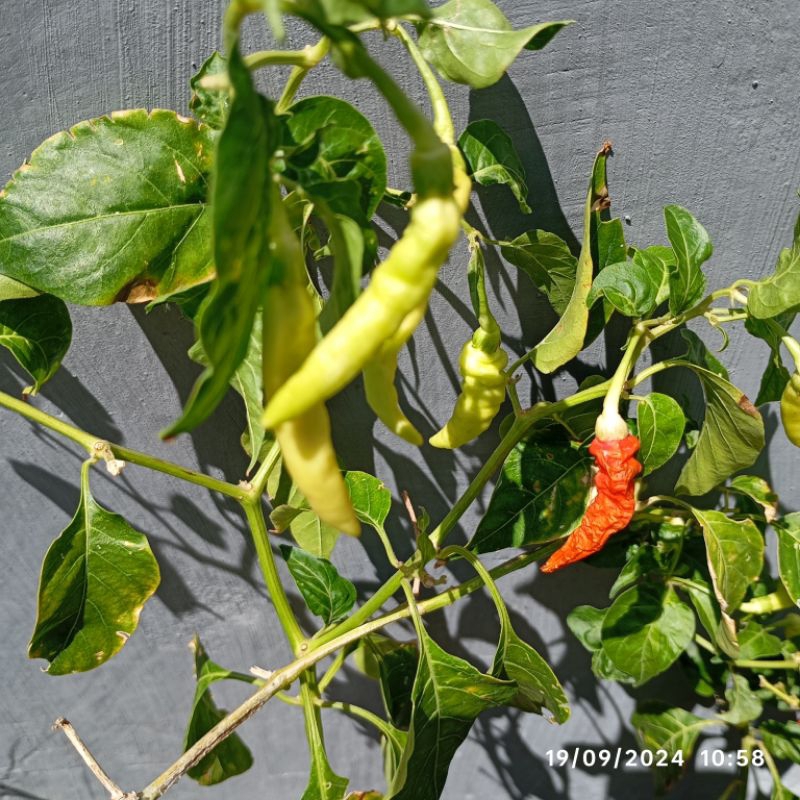 

Daun Cabai Cabe Kecil Merah Segar 10 gr