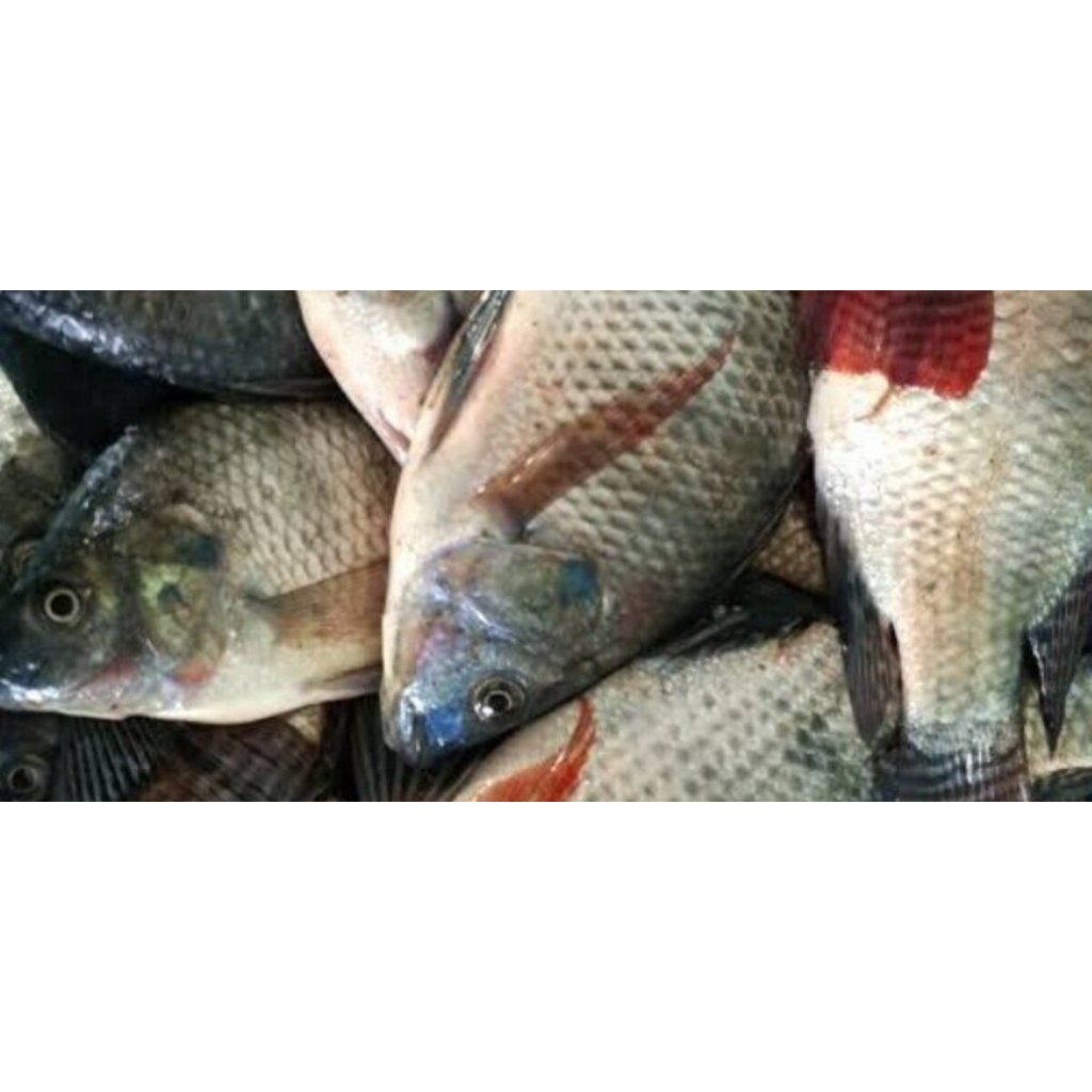 

IKAN MUJAIR FRESH