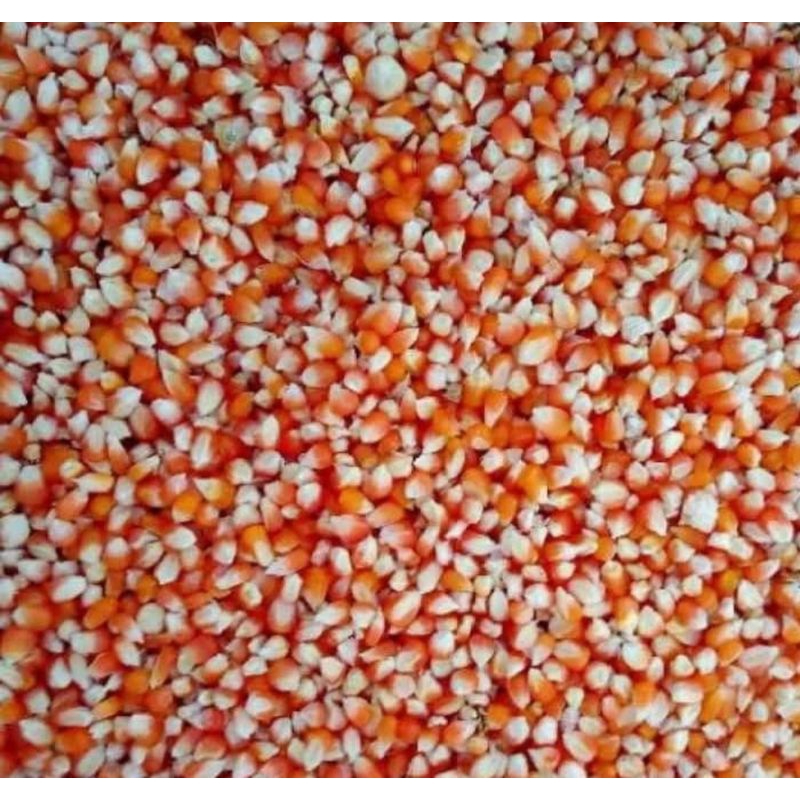 

Jagung Kristal grade A 1kg