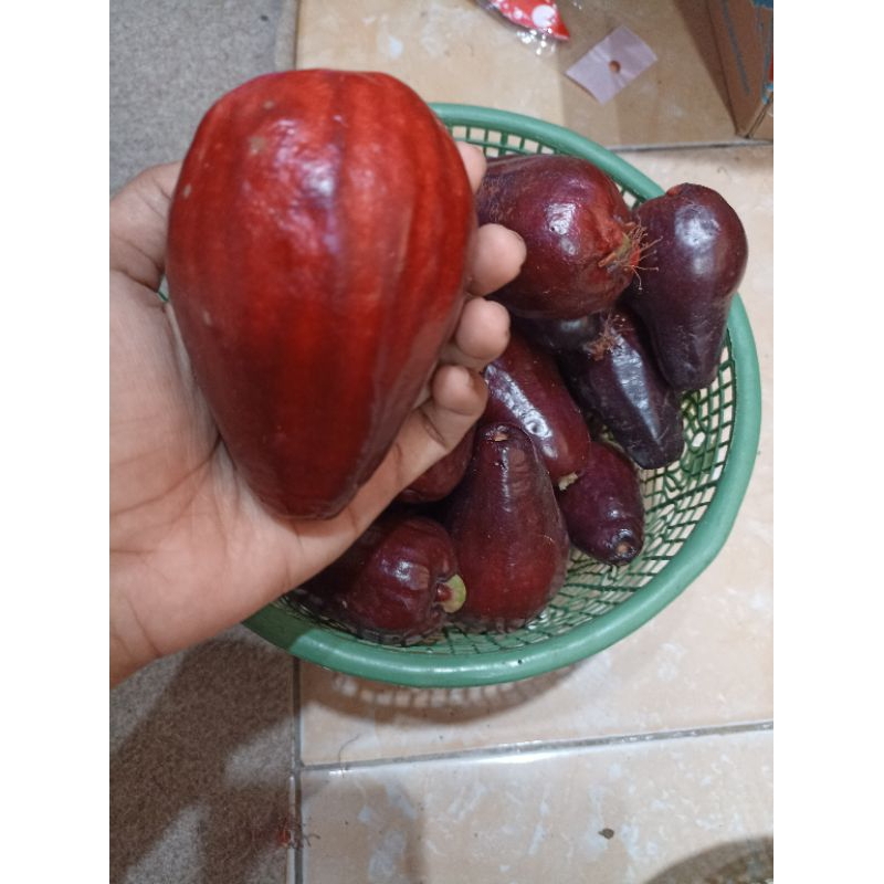 

jambu Dersana asli 2kg