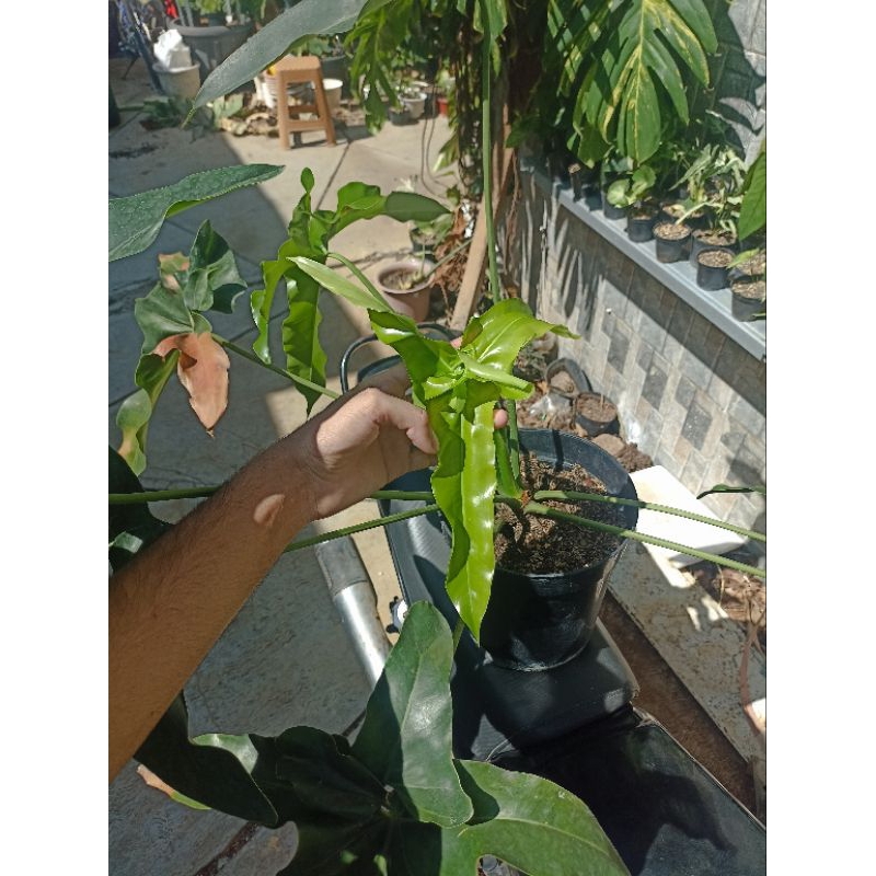 Philodendron Thaumatophyllum Angela Variegated Murtadho (Mercy)