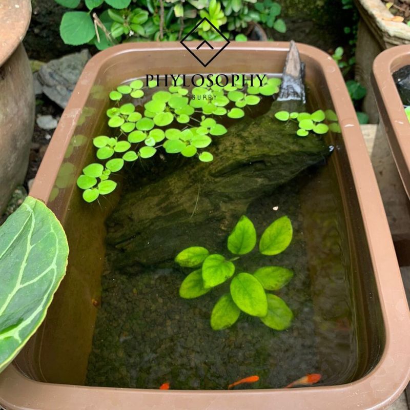 

kolam mini philosophy