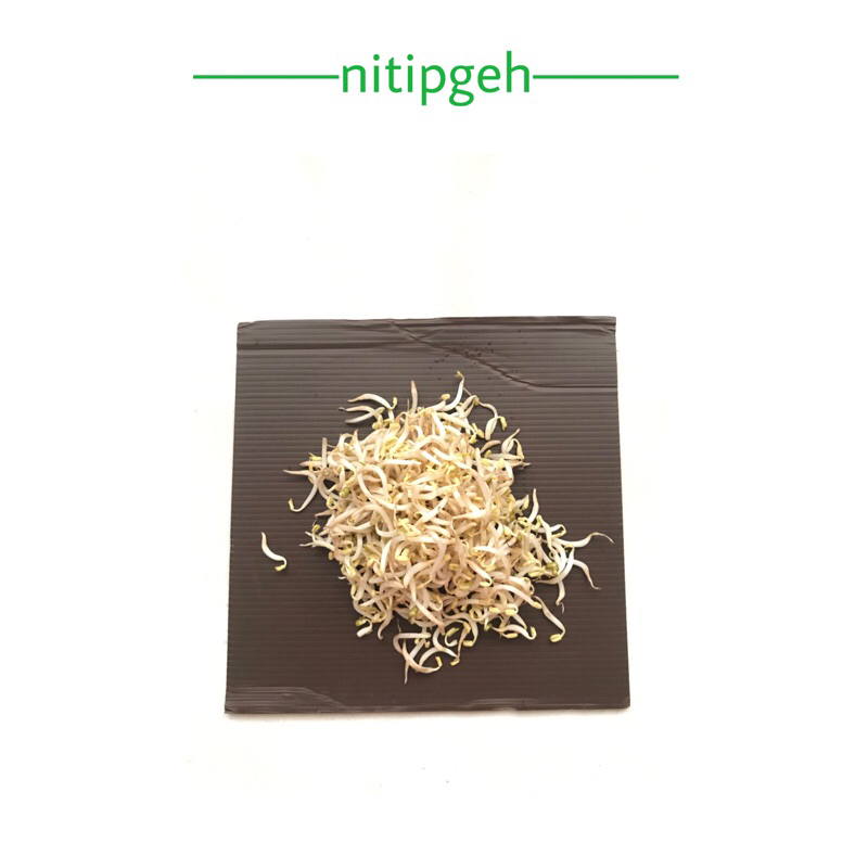 

nitipgeh Tauge segar fresh 100gr