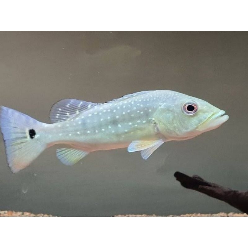 hiasan aquarium pbass xingu- akuarium