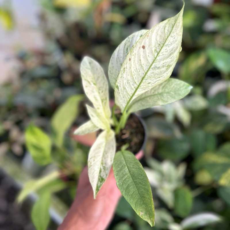 Rhaphidophora Gorilan Varigata