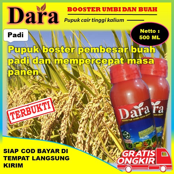 PROMO DARA ISI 500ML pupuk Boster pembesar dan pelebat buah padi - pupuk paling ampuh tanaman padi t