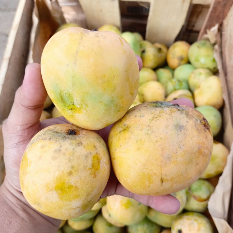 

Mangga gedong gincu 1 kg