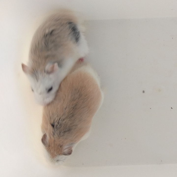 SEPASANG HAMSTER JANTAN BETINA ROBOROVSKI ROBO WF/NF SIAP TERNAK