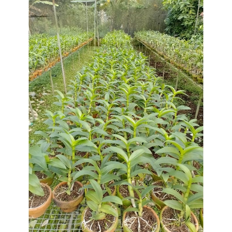 SEEDLING JUMBO DENDROBIUM KERITING/MELINTIR ( ID MIX)