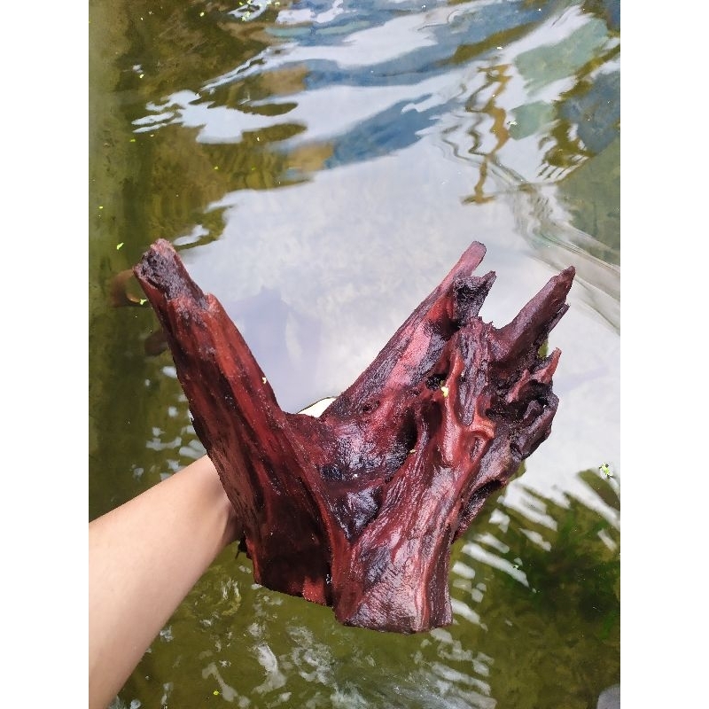 Kayu Rentek Aquascape