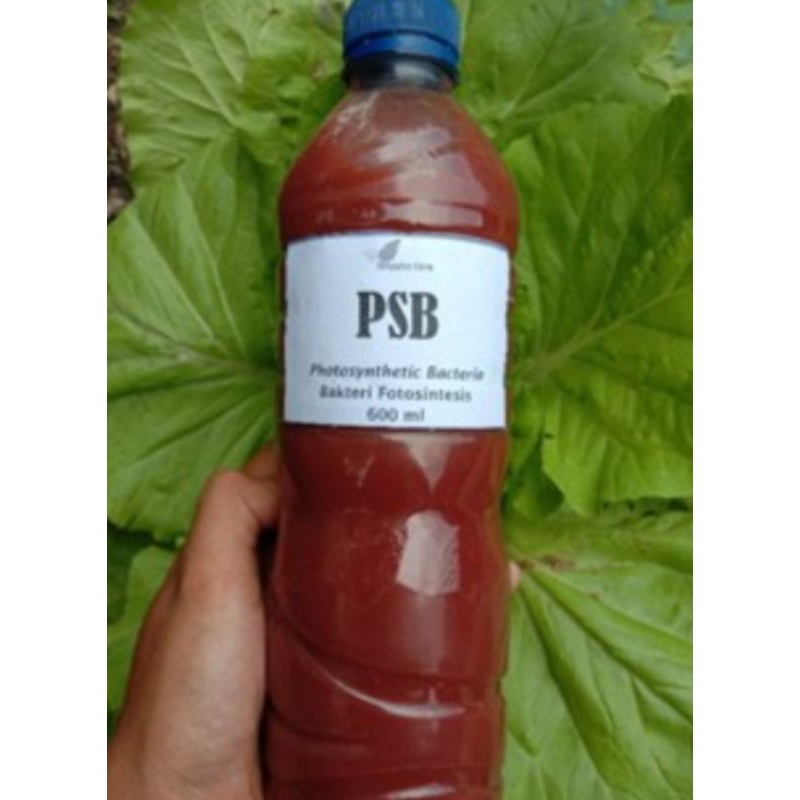 Pupuk PSB potosintesis bakteri