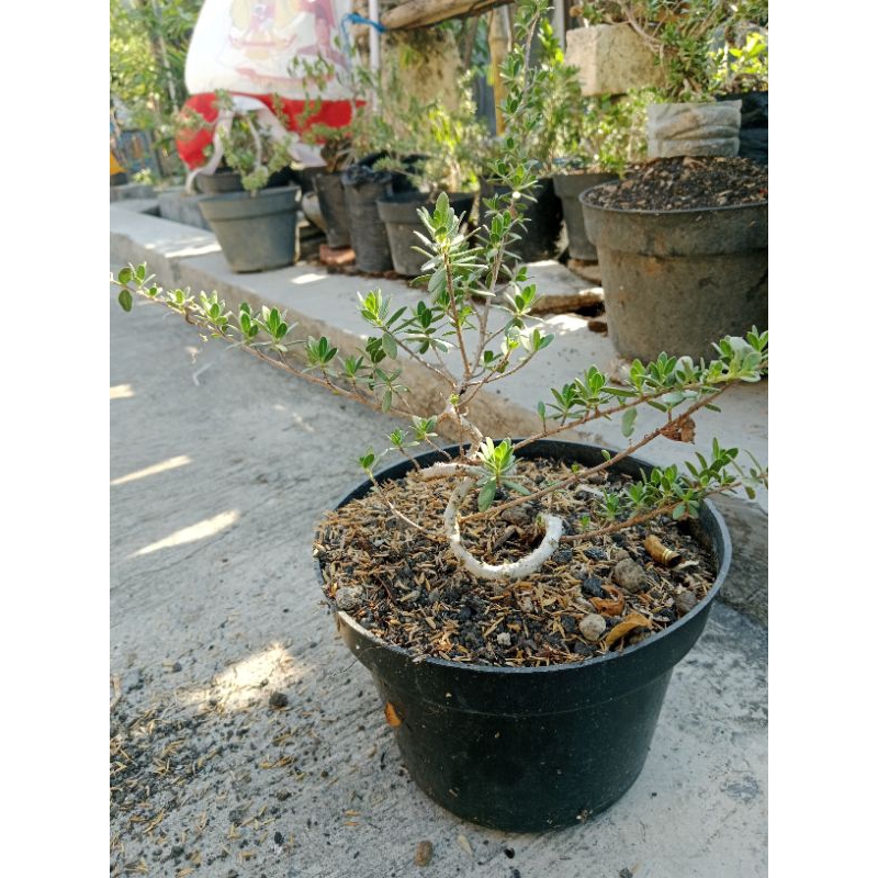 Bibit Santigi Dari Biji