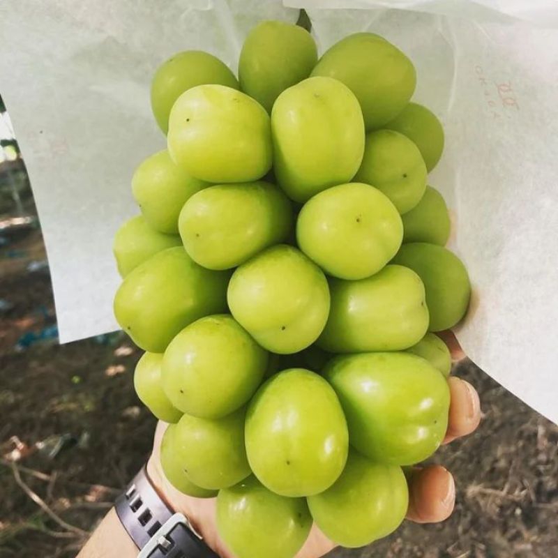 anggur import shine muscat | anggur impor shine muscat | anggur import new shine muscat